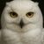 nite_owl