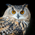 nite_owl