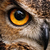 nite_owl