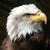 stockpicks333