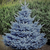 bluespruce1