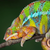 Chamelneon