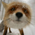 prairie_fox