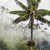Palmtreeguy