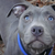 BlueDog47