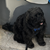 bursche