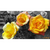 RobertLevar1078