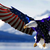 FREEDOM776