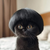 Z_Cat