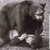BearRaid1