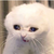 PFElinepfrenzy1990