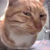 ChonkyStonkyCat