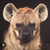 TheHyena