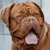 BigDogTrader