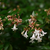 abelia