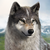 the_wulf