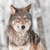 the_wulf