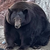 BIG_BEAR_FINANCIAL_LLC