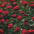 Reemabalsheh