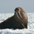 CubicWalrus