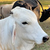 Oryx_farmer