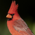 RedFeathers